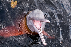 Pink River Dolphin in Pampas Tour with Yuruma Journeys