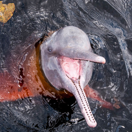 a pink dolphin emerging the Amazon River