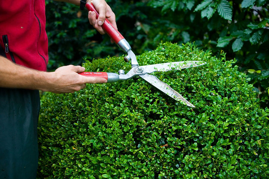 A person trims a neatly shaped green bush with red-handled hedge shears