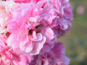 花の魅力に胡座をかいてはいけない