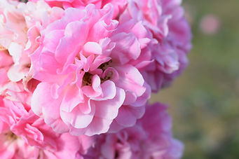 Pink Blossom