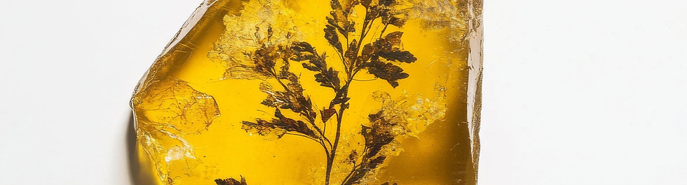 Amber with Fossil