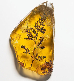 Fossilized Leaf in Amber