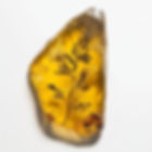 Fossilized Leaf in Amber