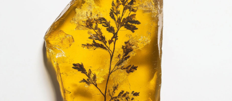 small plant encased in amber