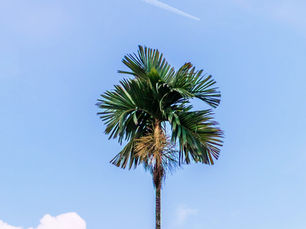 Lake Worth-Based Behavioral Health Provider Files for Bankruptcy: Key Insights and Legal Considerations