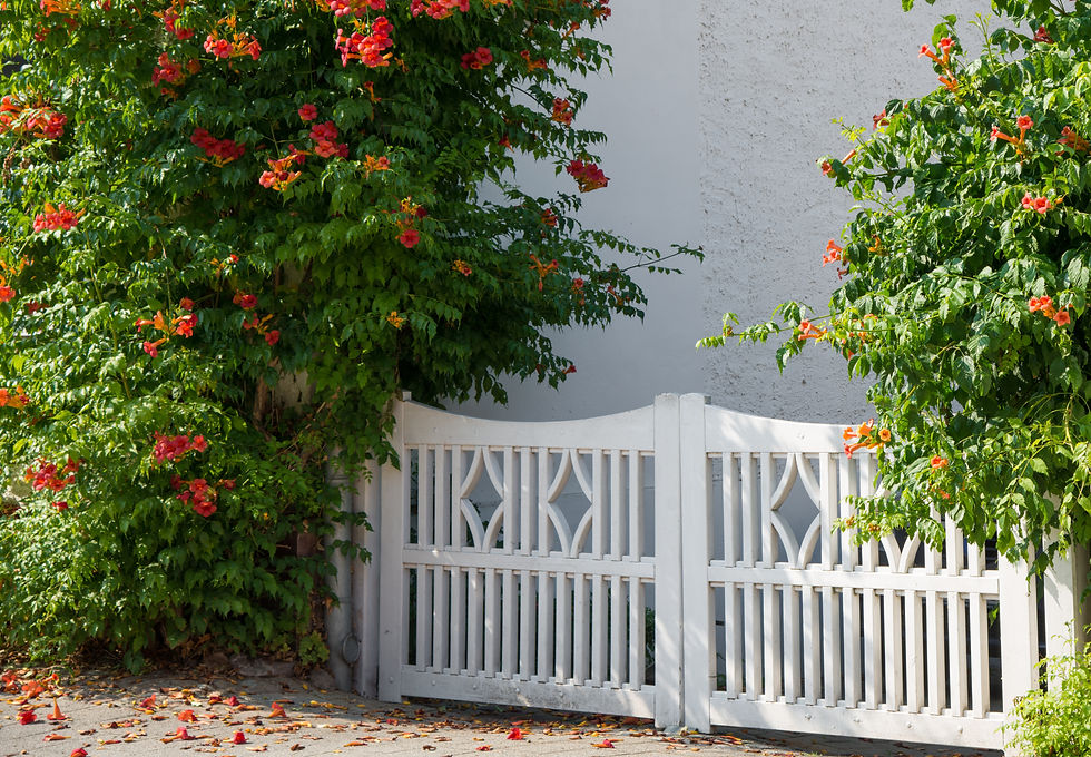 White decorative wooden garden gate flanked by flowering climbing shrubs against a wall