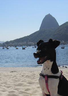 Cachorro e o Pão de açúcar