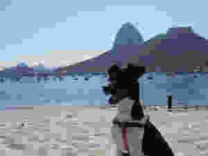 Chien en voyage à la plage
