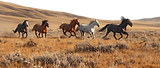 Wild Horses Running