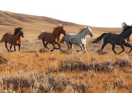 野生の馬が走っている