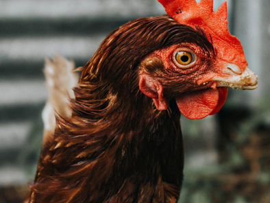 THE NEEDS OF MAUI’S NEW FARMERS