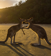 Couple of Kangaroos