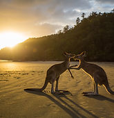 Kangaroos At Sunset