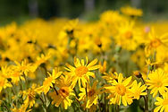 Daisies