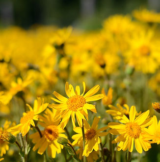 Daisies
