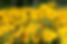 Daisies