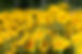 Daisies