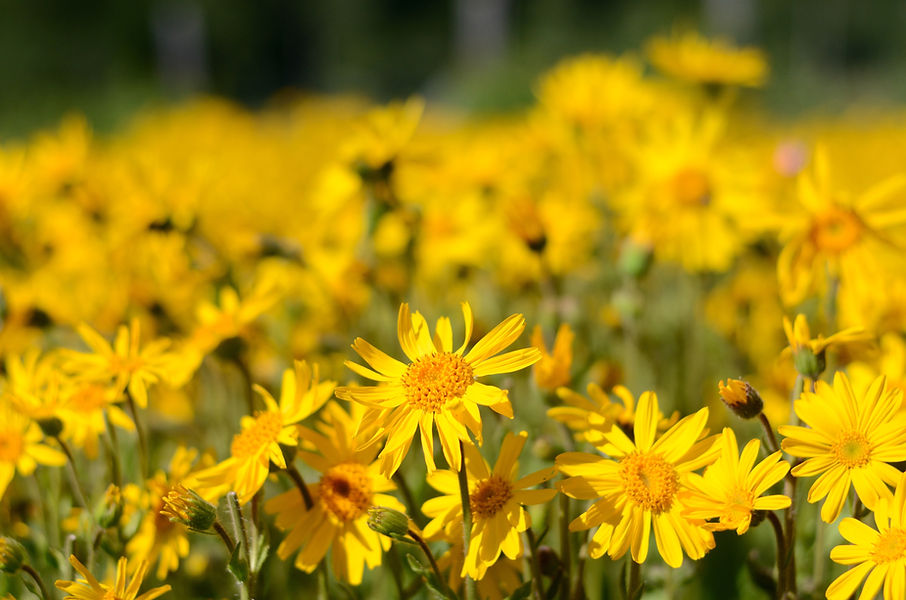 Daisies