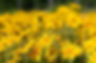 Daisies