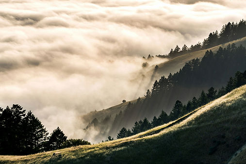 Misty Forest Hills