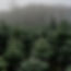 A peaceful pine forest, reflecting the grounding presence of grief counseling during times of loss.