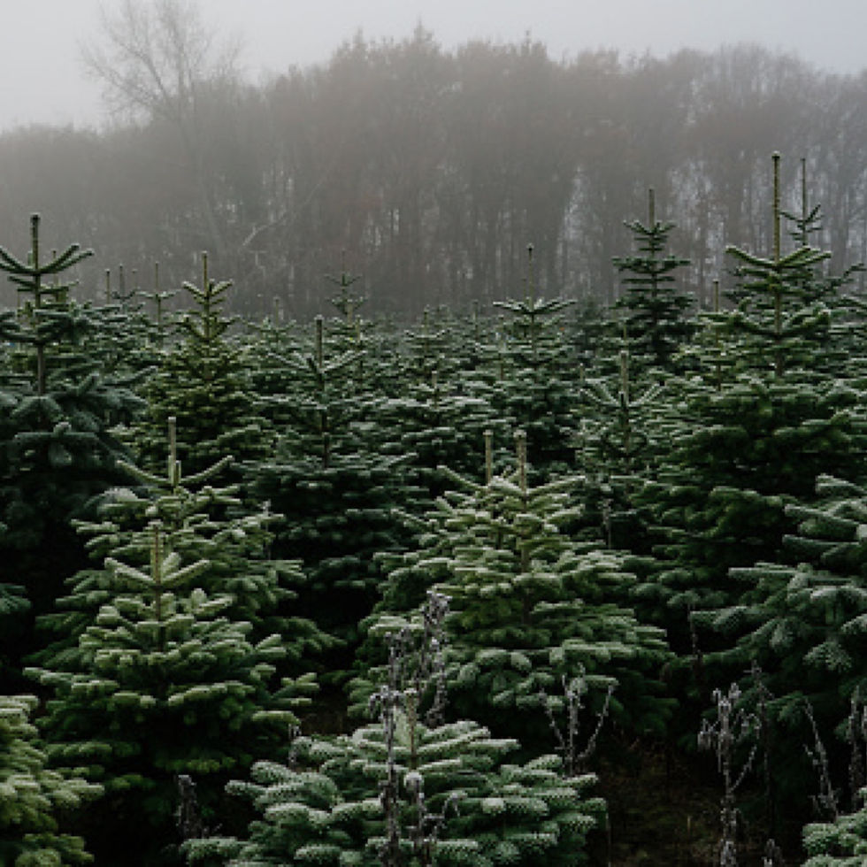 Frosted Pine Trees