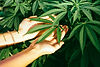 Feuilles de plante de cannabis