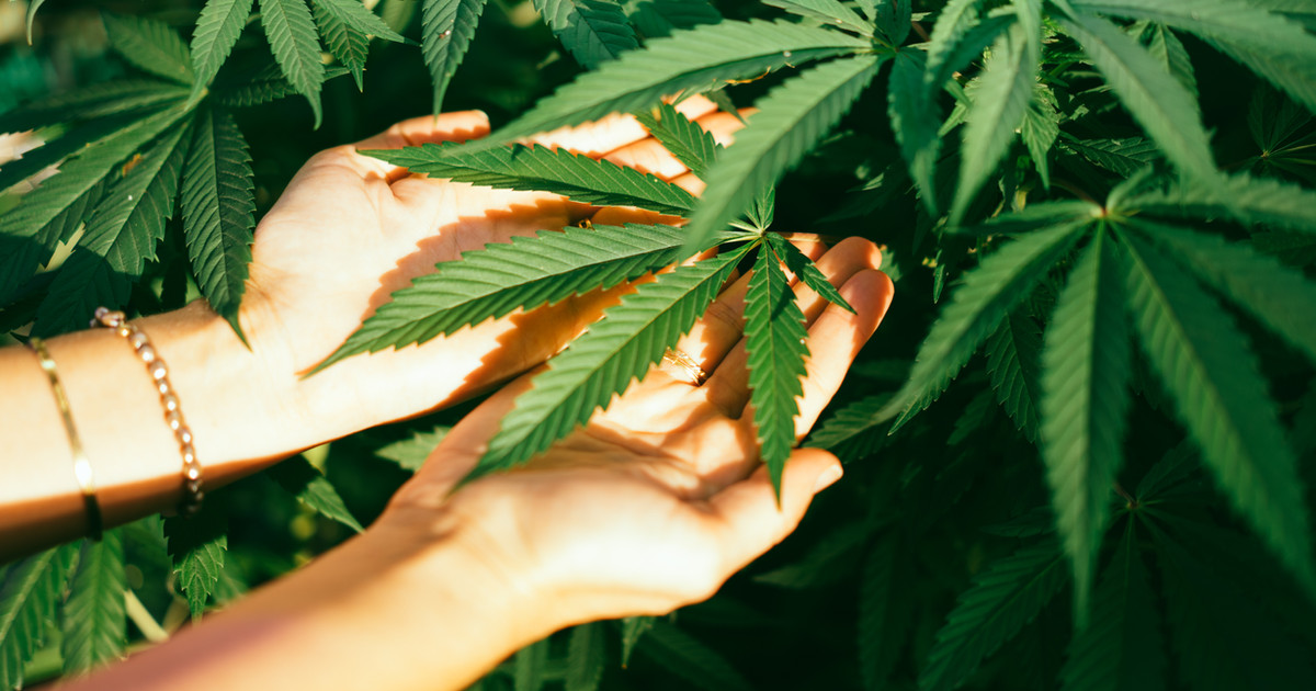 A patient discussing medical cannabis treatment options with a healthcare professional as part of an evidence-informed pain management plan.