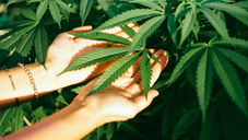 Common Cannabis Growing Problems