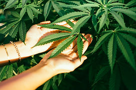 Cannabis Plant Leaves