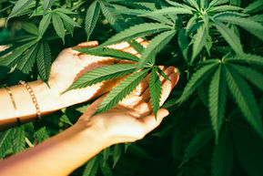 The Evolving Role of Medical Marijuana in Cancer Care: Insights and Implications
