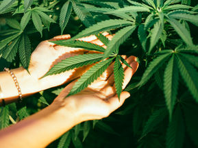 The Evolving Role of Medical Marijuana in Cancer Care: Insights and Implications