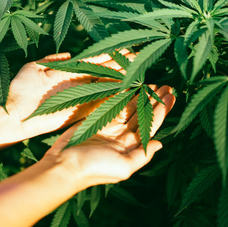 Hands holding cannabis leaves