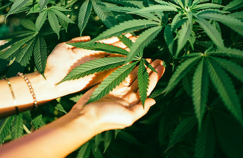 Cannabis Plant Leaves