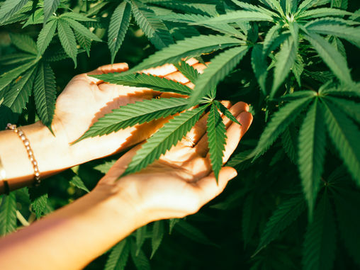 High on Healing: How Cannabis is Substituting Traditional Pain Medications