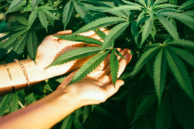 Hands Holding Cannabis Leaves