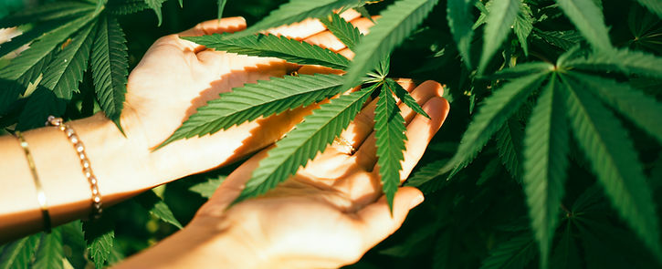 Folhas da planta de cannabis