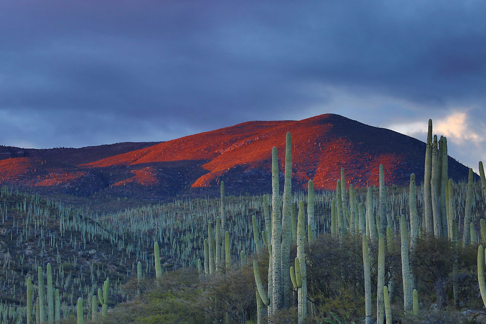 Desierto
