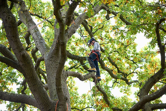 tree surgeon standing on tree branch