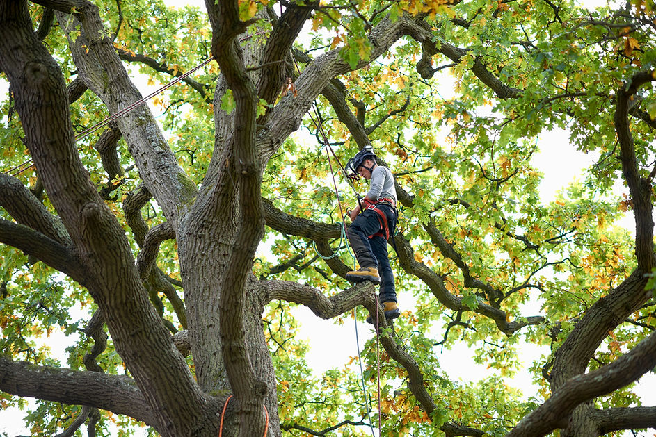 Young male arborist secured with harness on tree
