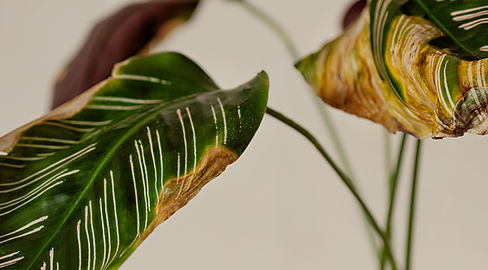 Wilting Green Leaves