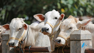 DSM-Firmenich to sell animal nutrition unit to CVC for €2.2bn, sharpens focus on food, health and beauty