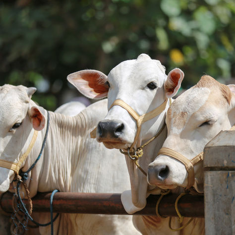 CH4 Global Secures $29 Million in Series B Funding to Combat Methane Emissions