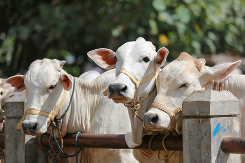Cow
