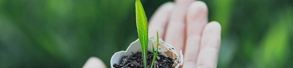 Sprout in Eggshell