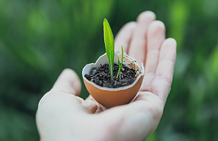 発芽植物