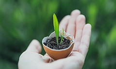 Germinated Plant
