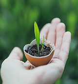 Planta germinada