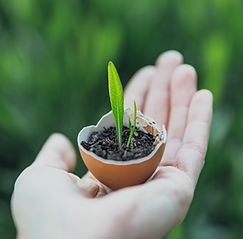 Plante germée
